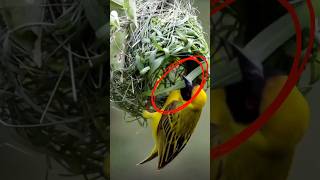 Burung Manyar: Si Arsitek Alam yang Ahli Menganyam Sarang! #shortvideo #shorts
