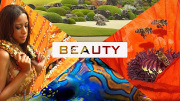 Why is there so much beauty in the world?