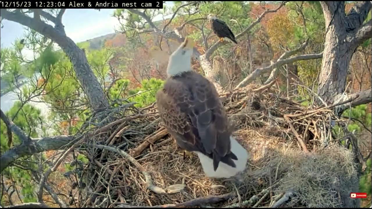 F1 and Alex guard the nest bald eagle Kisatchie national forest E3