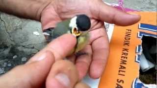 Baştan Kara Kuşlarını Beslerken