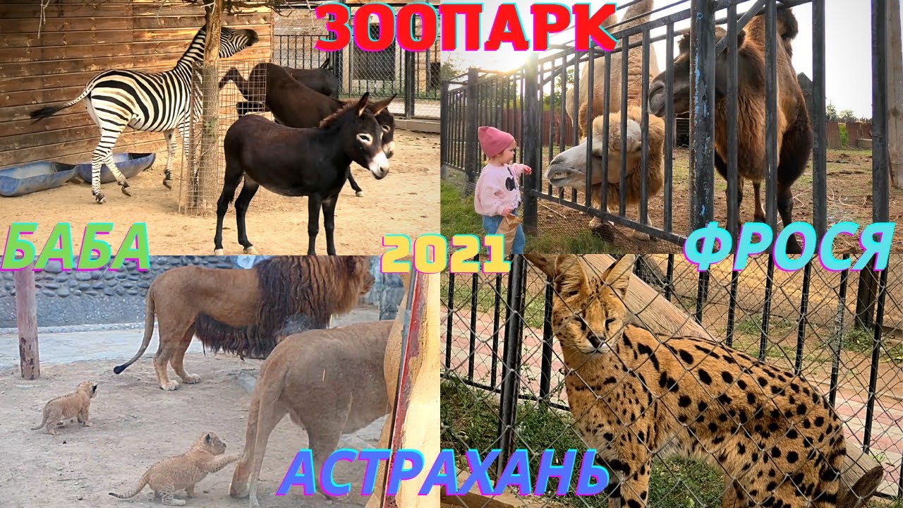 Зоопарк баба фрося в астрахани Зоопарк баба фрося в астрахани