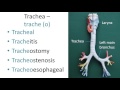 Medical terms 7, Respiratory system