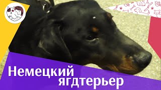 Немецкий ягдтерьер на ilikepet. Особенности породы, уход Немецкий ягдтерьер на ilikepet. Особенности породы, уход