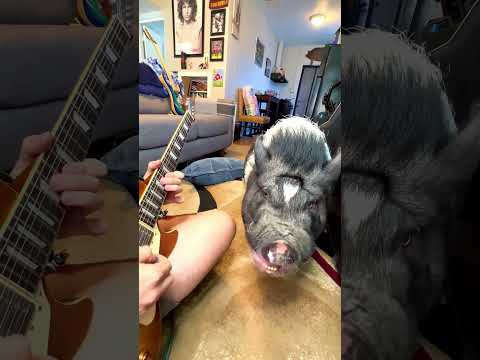 Stairway to Hog Heaven #guitar #pets #petpig #farmanimals