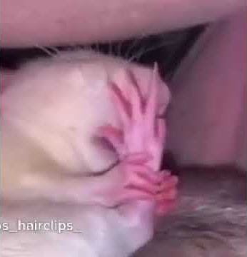 rat porn