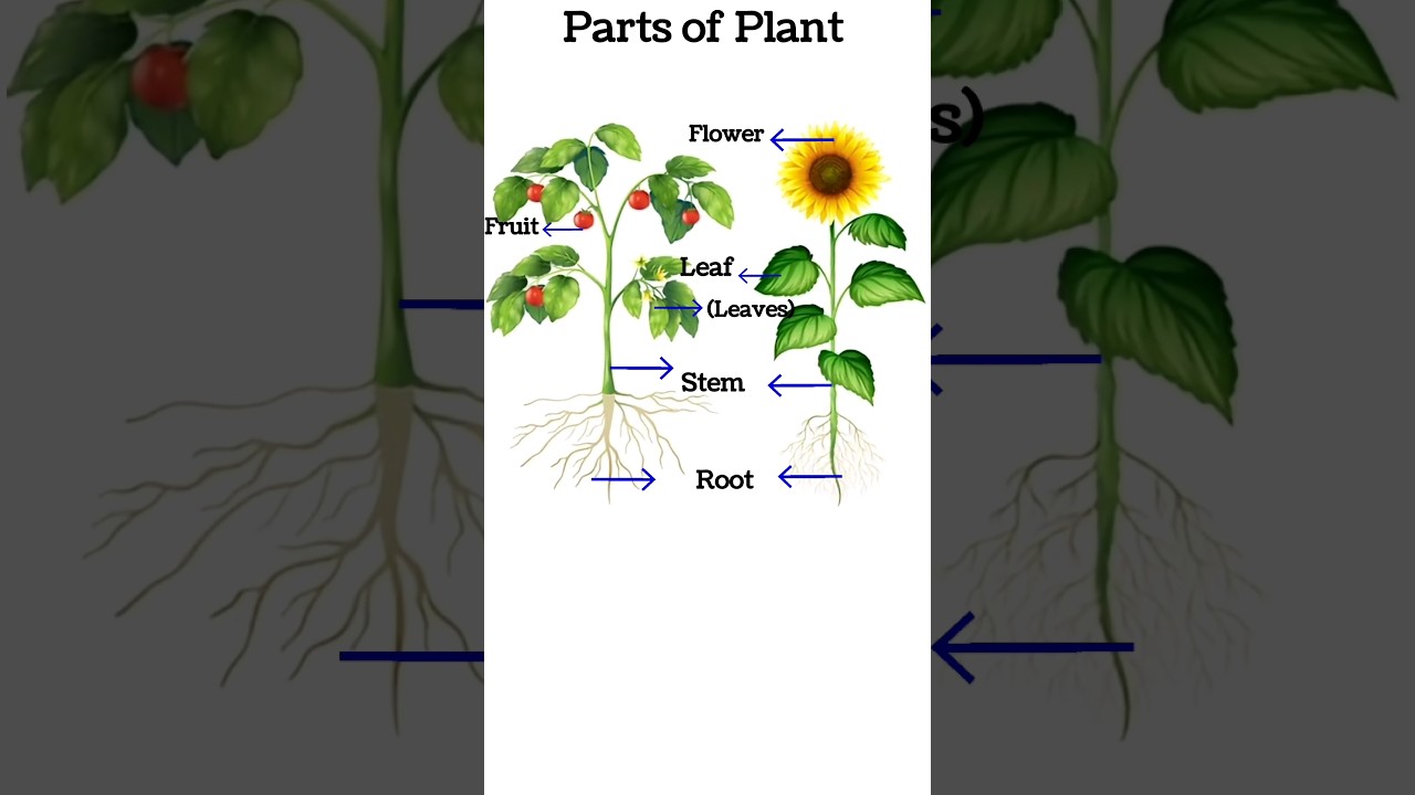 Plant parts' Vocabulary