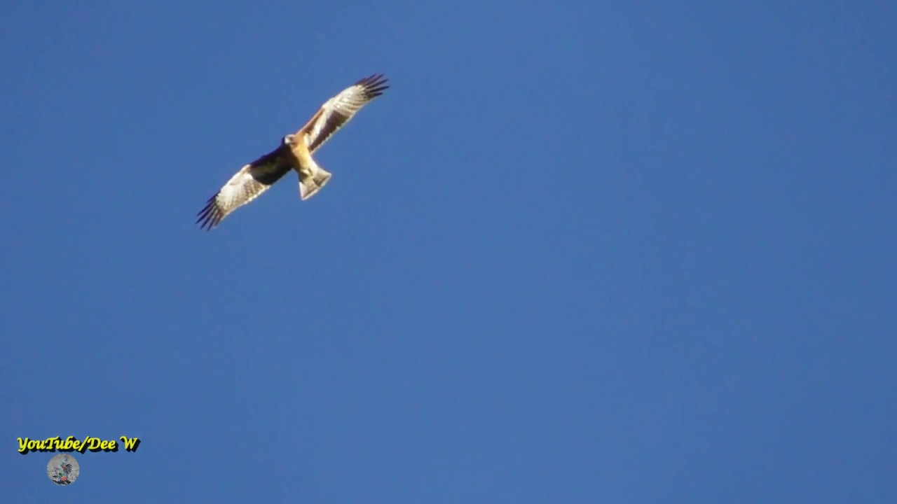 Whistling Kite / Bird Watching in My Backyard 