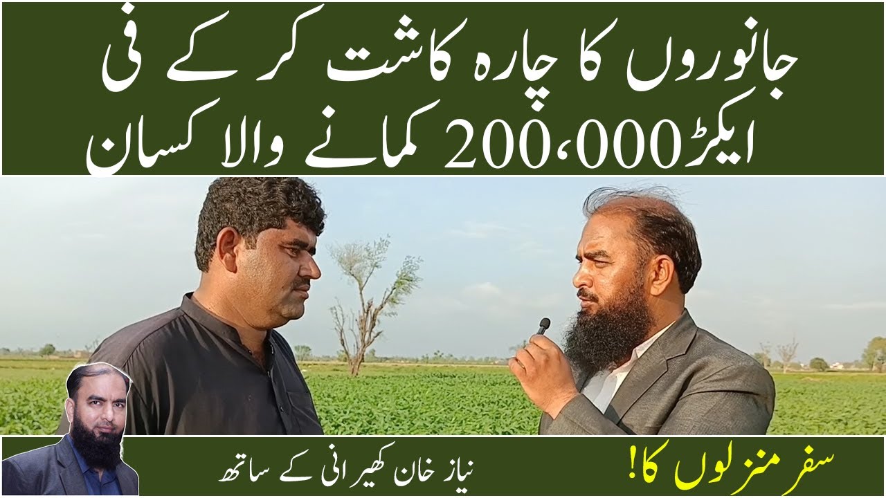 How to earn 200,000 per acer from Green grasses/animal feed Niaz khan kherani