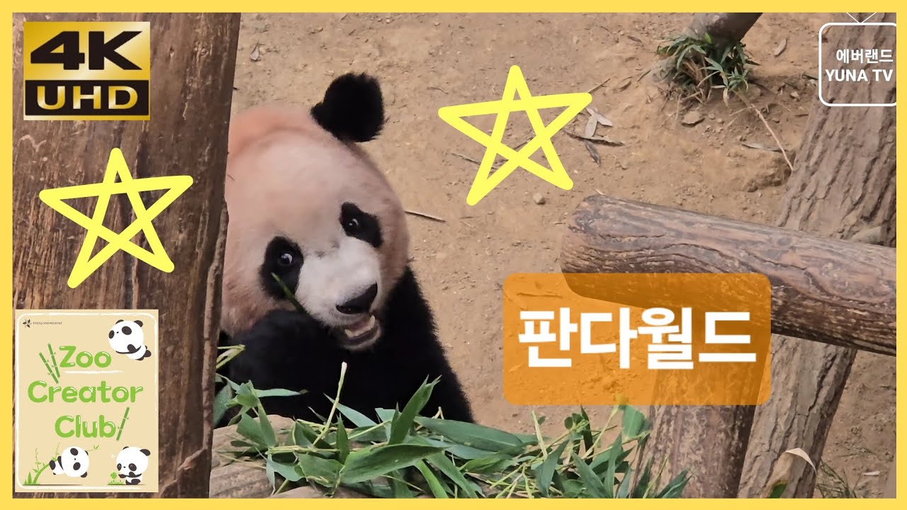 [에버랜드 4K] 판다월드 루이바오 후이바오 2025-09-07
