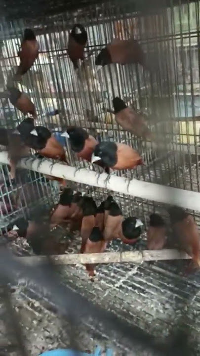 Gelatik belong VS black pala mprit