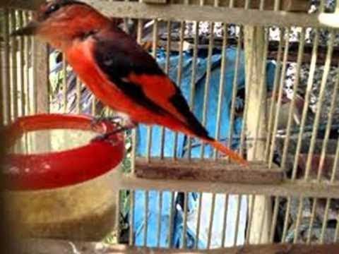 Burung Bara Api Murai Api Pericrocotus Miniatus Gacor Youtube