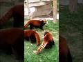 This Cute Animal Isn’t a Panda?! 😍 Red Panda Facts