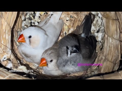 Finch sleeping arrangement with their egg and baby