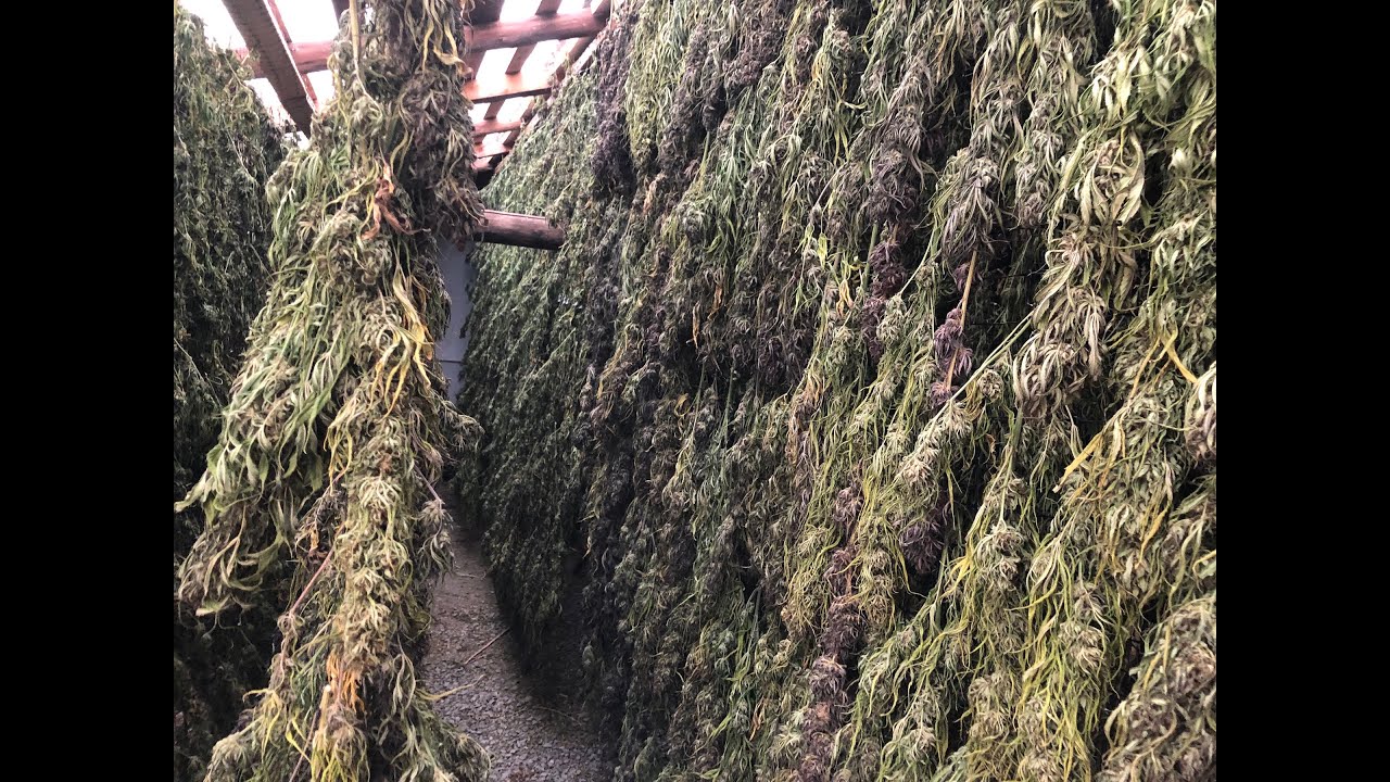 Why do some labs test differently for the same cbd hemp flower?