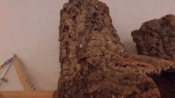 Green Cheek Conure Playing Hide and Seek