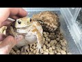 まん丸おデブガエル達のごはん