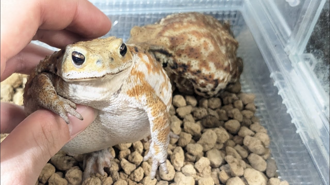 まん丸おデブガエル達のごはん