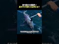 海で起きた怪事件! 巨大サメを襲った正体とは!