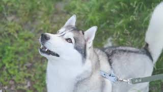 Stien Pet Line, Mangime Complementare Per Cani E Gatti