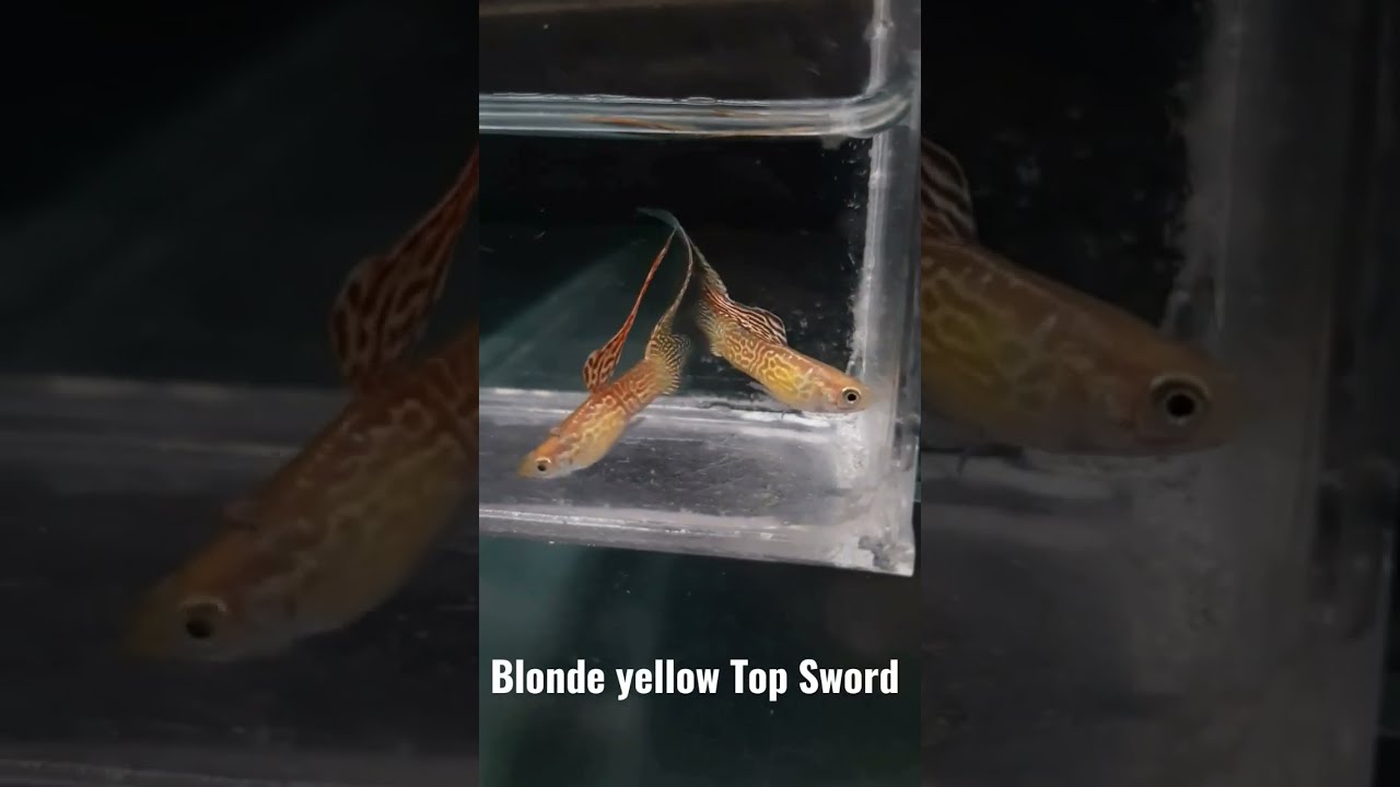 Blonde yellow lace Top sword Guppies