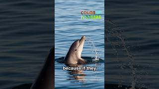 Why Do Dolphins Sleep With One Eye Open?