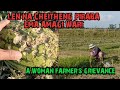 Len na cheitheng piraba ema amagi wari  a woman farmers grievance after hailstorm