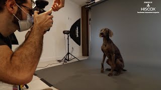 Perfecting the art of pet photography
