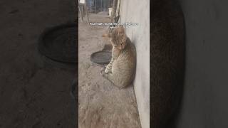 cat kitten pets