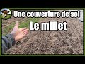 Le millet  comme interculture ou engrais vert dautomne retour de terrain au potager vivrier