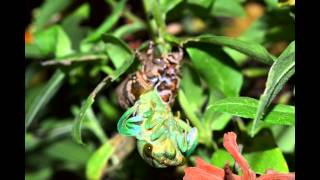 Cicada Emerging Time Lapse
