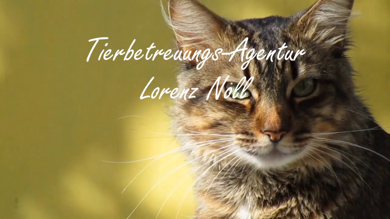 Vor-Ort Katzenbetreuung. Erfahrene Katzensitter übernehmen Ihre Tierbetreuung!