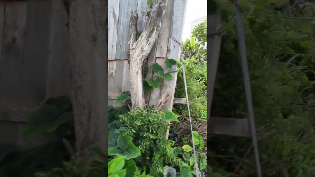 อรุณสวัสดิ์ยามเช้าจากต่างแดน #อรุณสวัสดิ์ครับ#บรรยากาศดี @อ้ายยุทธพาเที่ยว 