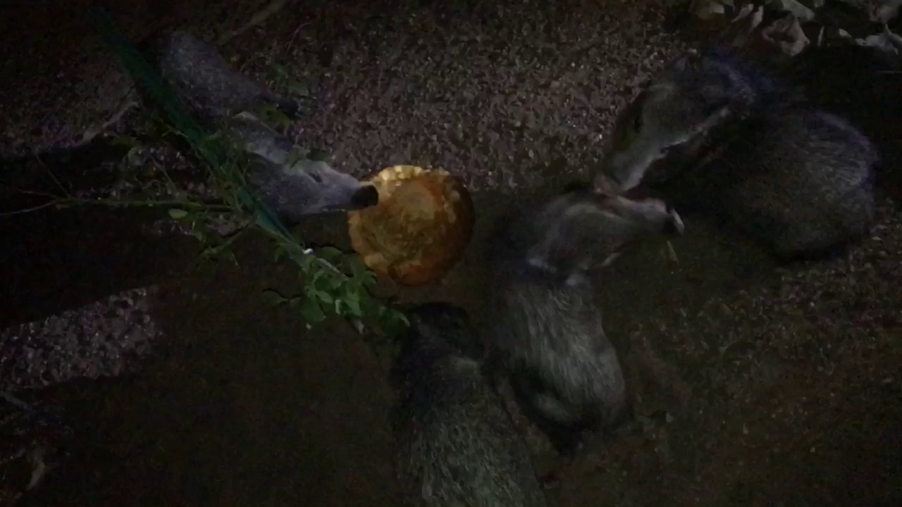 Javelina pumpkin fight YouTube