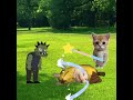 🐱❤️Banana Cat Funny Crying Video 006 ❤️#memes #bananacat #storytime