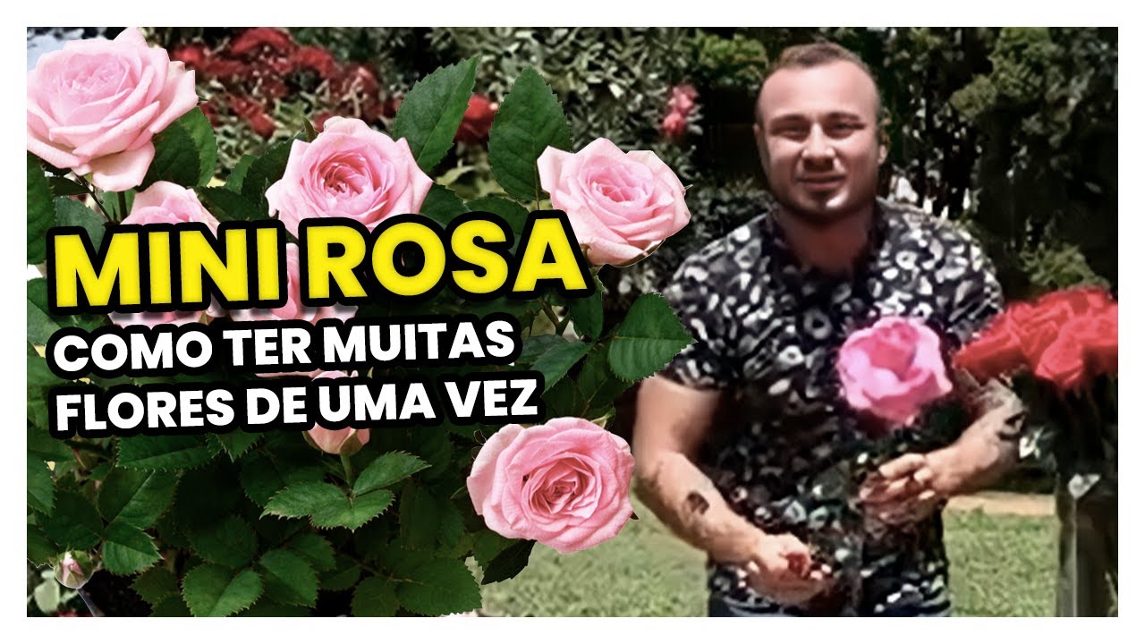 MINI-ROSAS | AS MELHORES DICAS DE CULTIVO