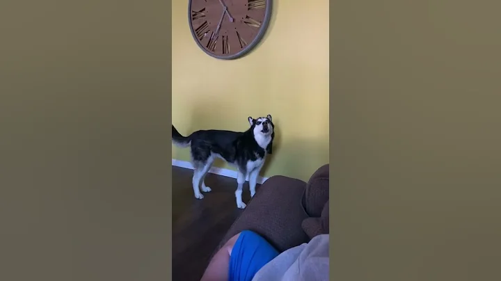 My blind husky is talking again - and says I love ...