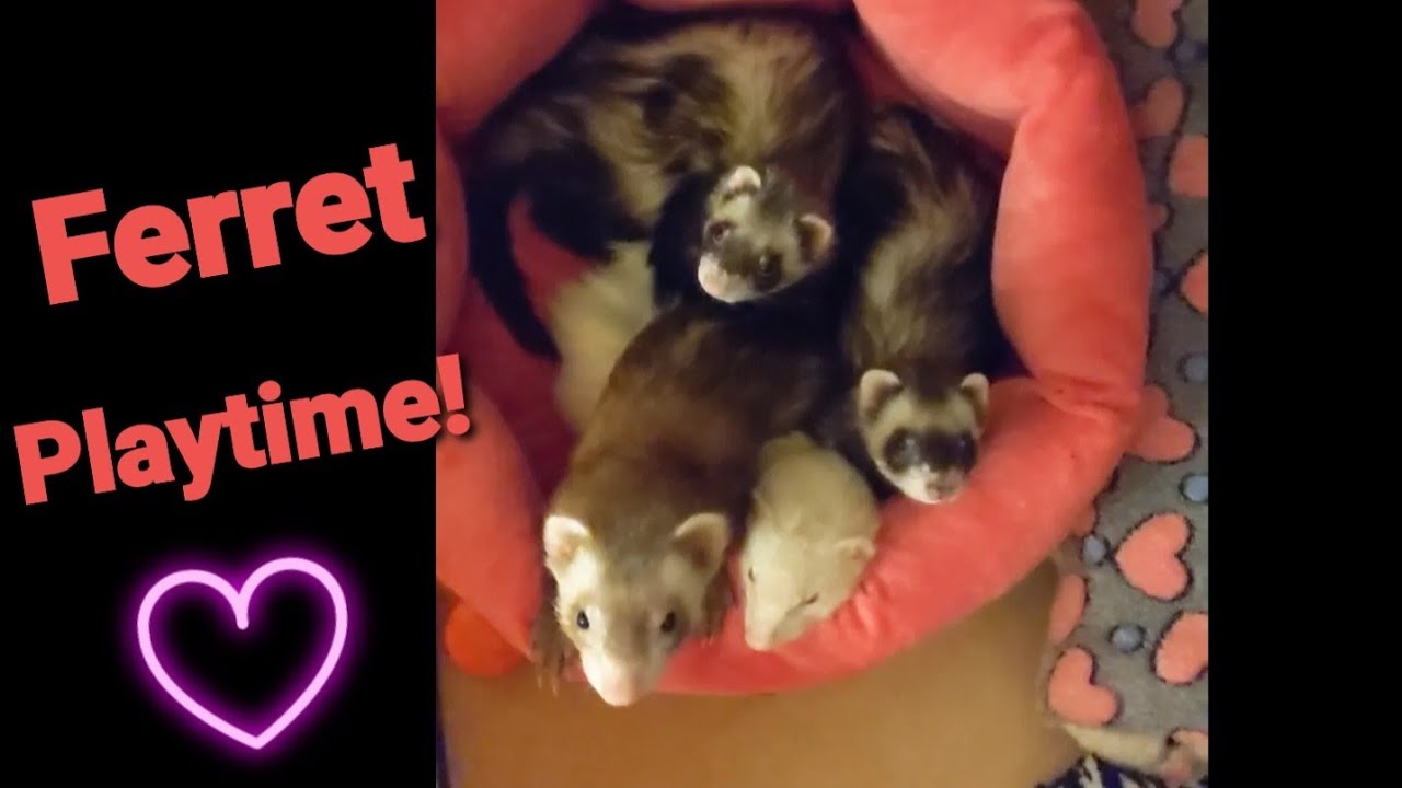 Friday Night Playtime With The Ferrets! CORNSTARCH Packing Peanuts ONLY! YouTube