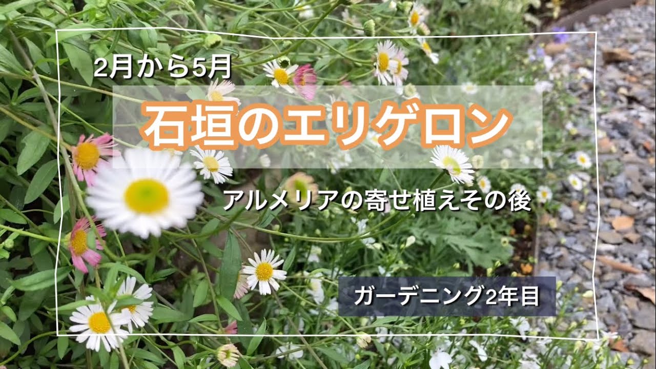 ガーデニング2年目 5月冬越し出来た石垣のエリゲロン アルメリア寄せ植えその後 Youtube