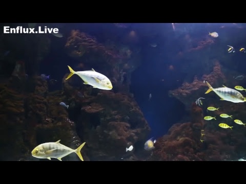 lofi hip hop radio aquarium 24/7 - beats to work/study/chill