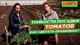 Правила и тонкости посадки томатов в открытый грунт и на балконе.