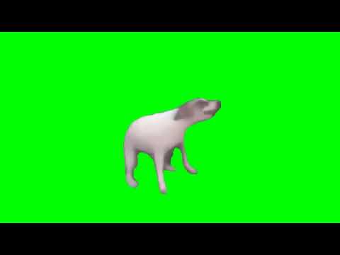 Dog Dancing Funny Meme No Copyright Green Screen Memes