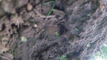 Wizard x220 FPV epic crash