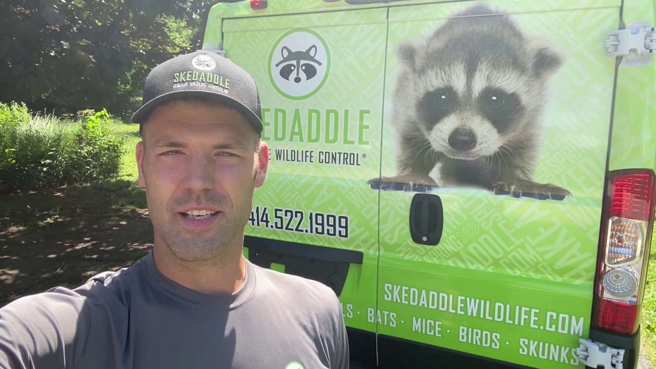 Humane Skunk Removal in Waukesha, Wisconsin