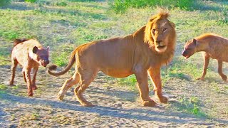 Hyenas Try Dragging Lion Off Buffalo By Its Tail