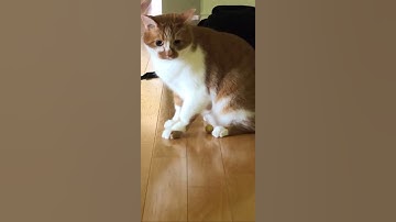 Thumbnail of my cat really PANICKED