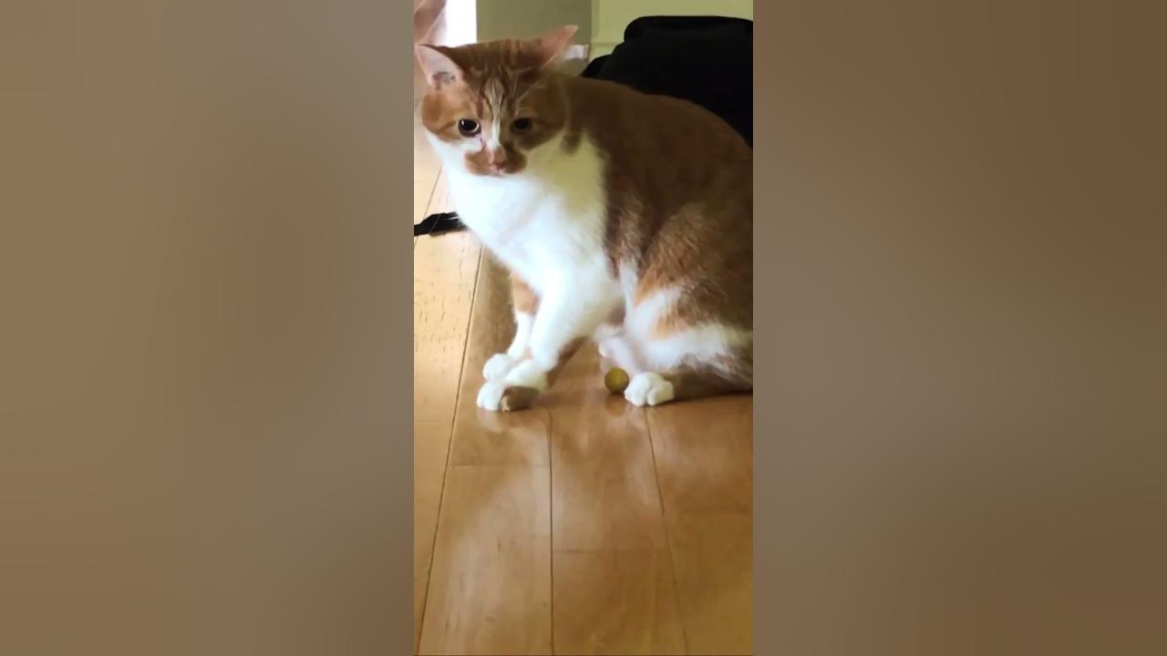 my cat really PANICKED