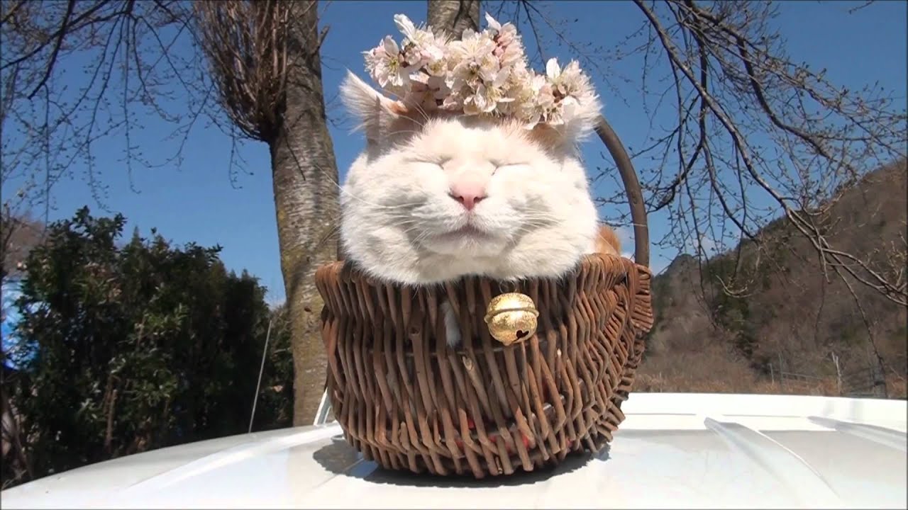 猫と仲良くなる方法 なつかない猫を餌と道具を使ってなつかせる 体を触らせない猫 逃げる猫達に触る方法がある Nobuの強くなるレスリング戦い方 クライミングブログ 猫と仲良くなる方法 なつかない猫を餌と道具を使ってなつかせる 体を触らせない猫 逃げる猫達に触る方法がある Nobuの強くなるレスリング戦い方 クライミングブログ