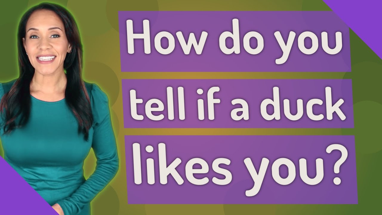 How To Tell If A Duck Likes You