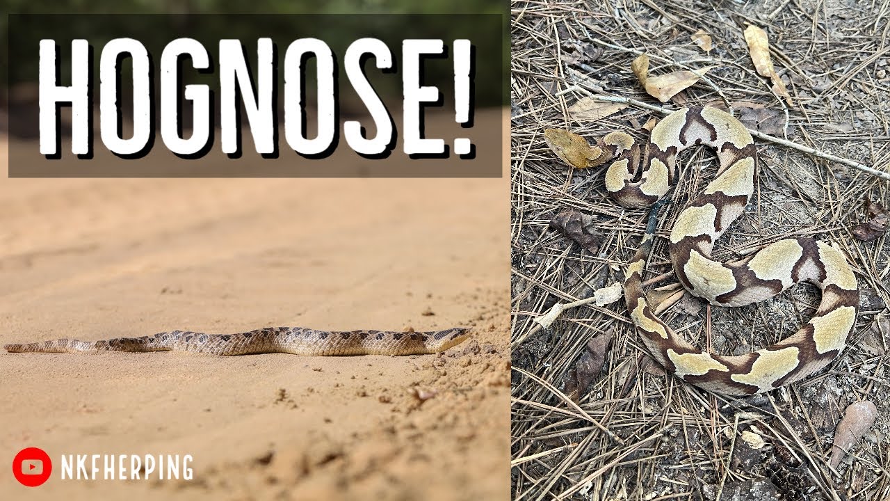Southern Hognose Snake And Backyard Copperhead Flip May Snake Hunting In Georgia Youtube