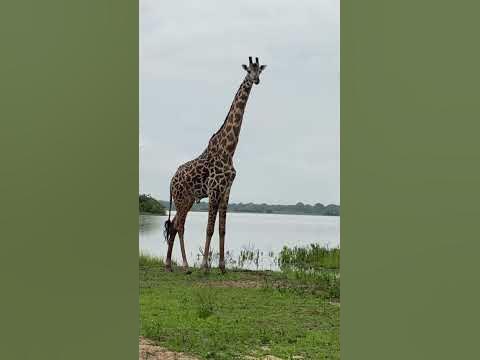 Why do giraffes walk different? #nyererenationalpark #safari #migration